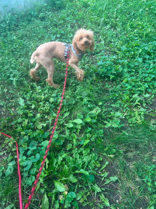 Photo 3 of Bonnie
