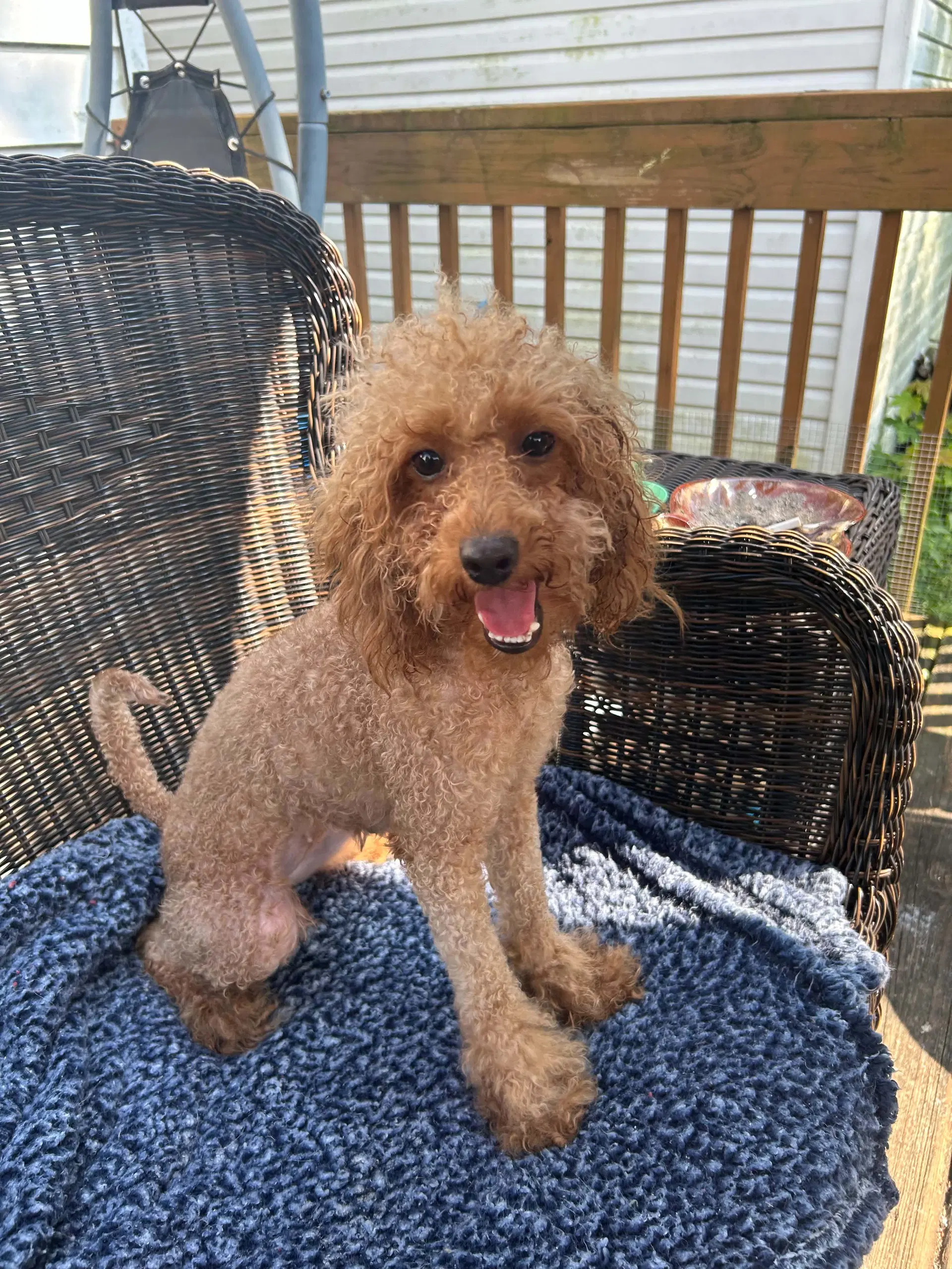 Bonnie - Poodle (Miniature)