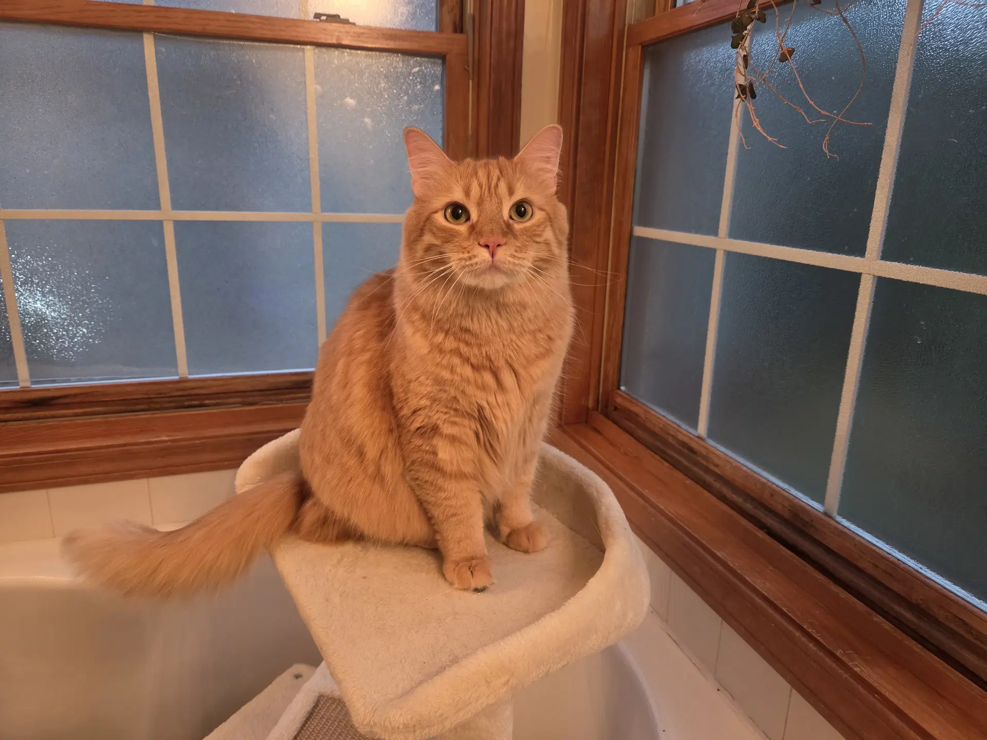 Lio - Domestic Medium Hair