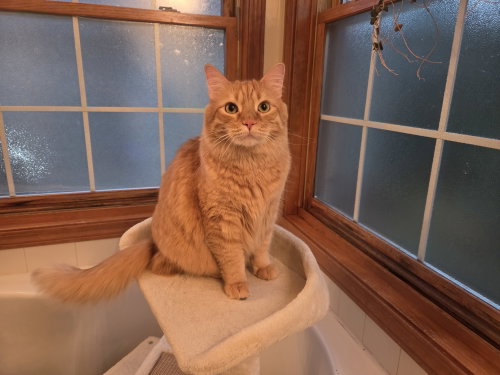 Lio, a cat for adoption from Kat & Kritters Foundation