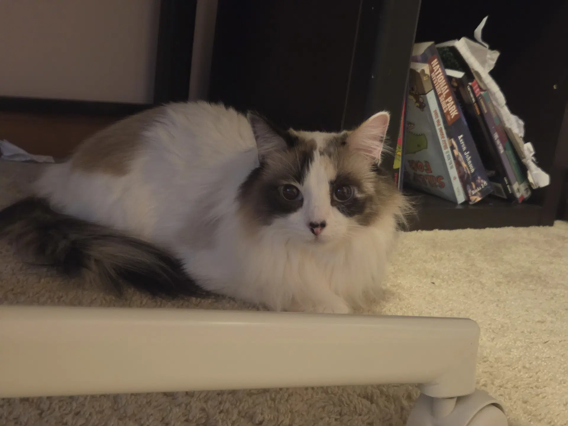 Azula image 2