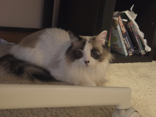Photo 5 of Azula