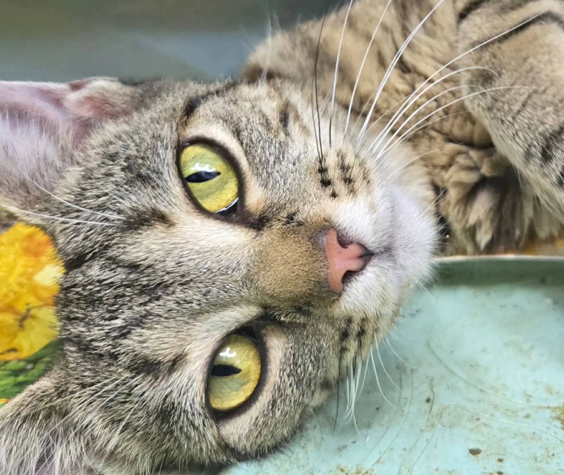 Ezlyn - Domestic Short Hair