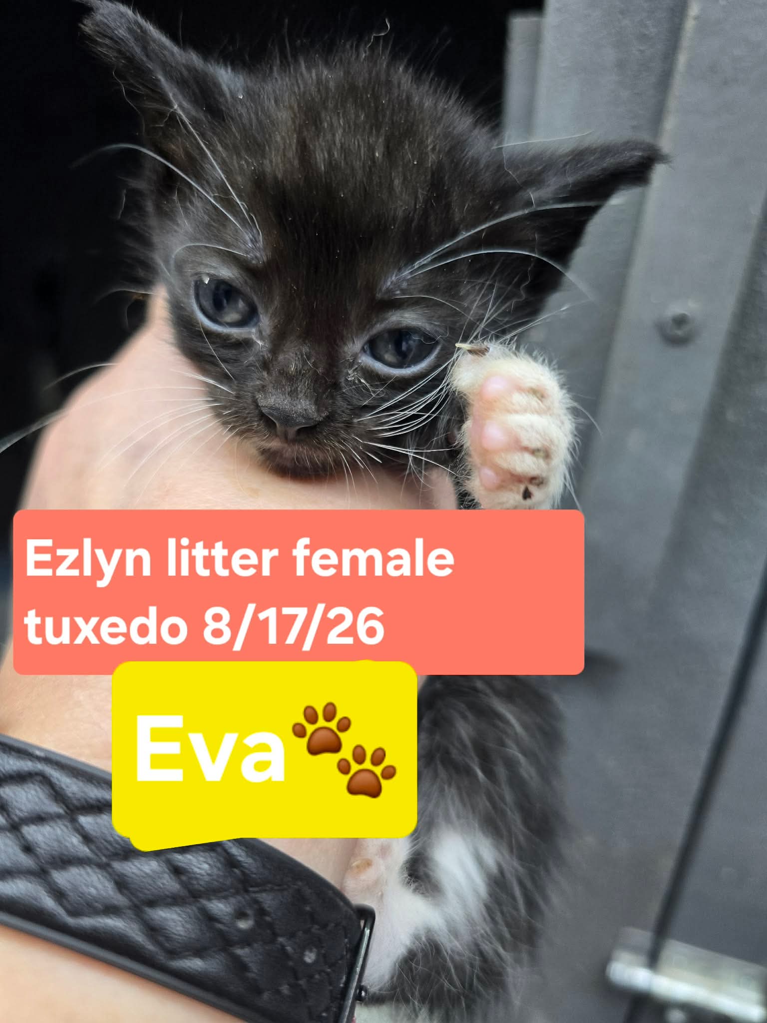 Eva