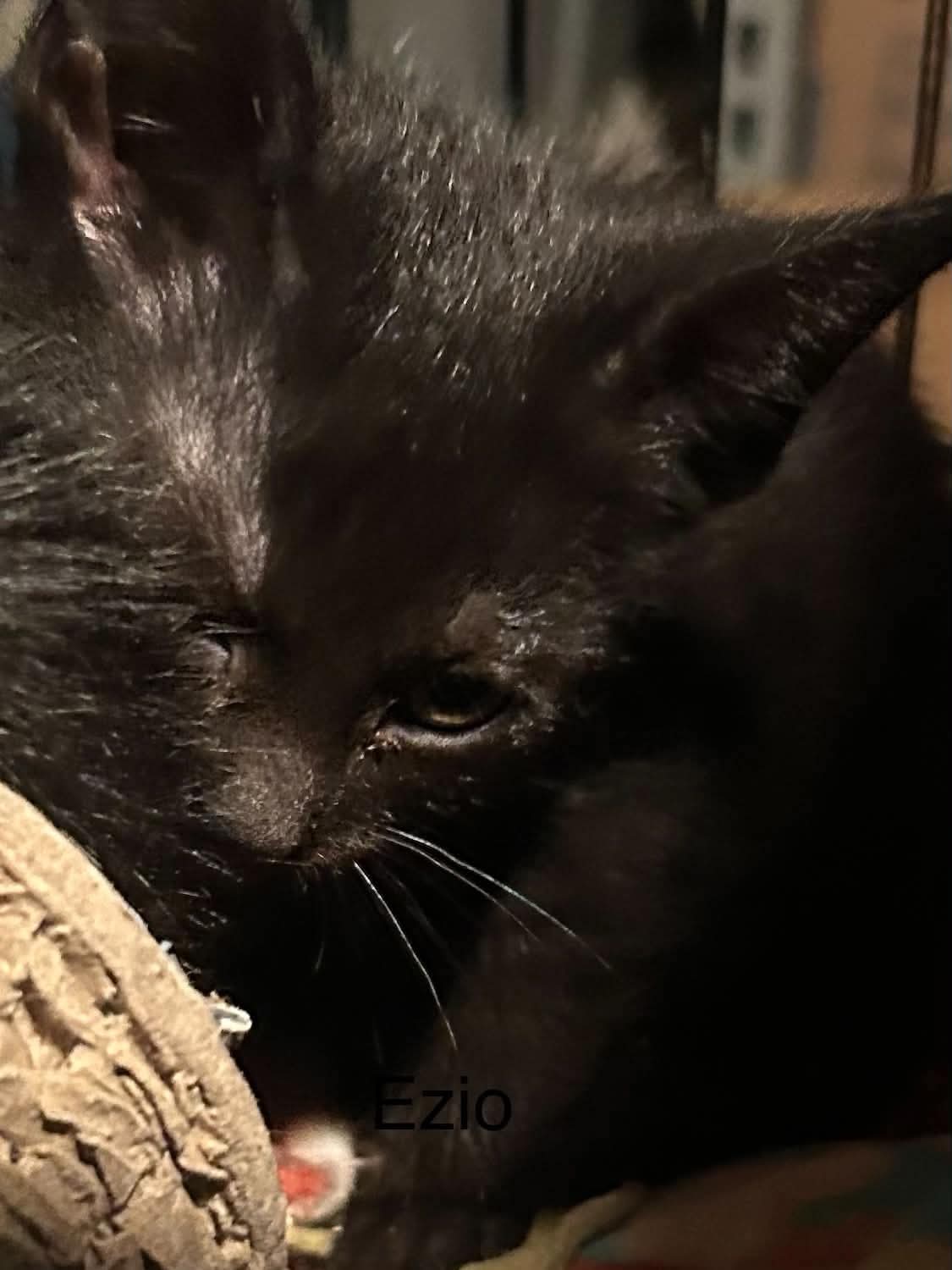 Ezio, photo 3