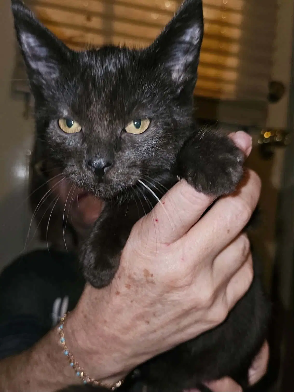 Ezio - Domestic Short Hair