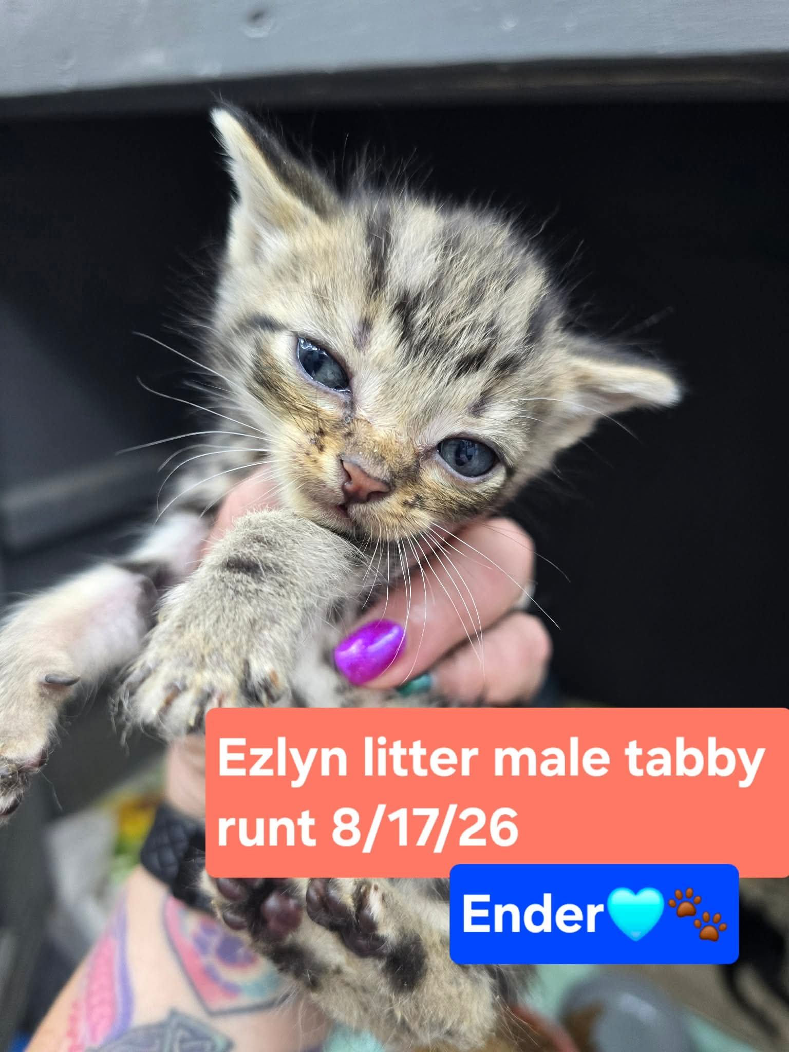 Ender