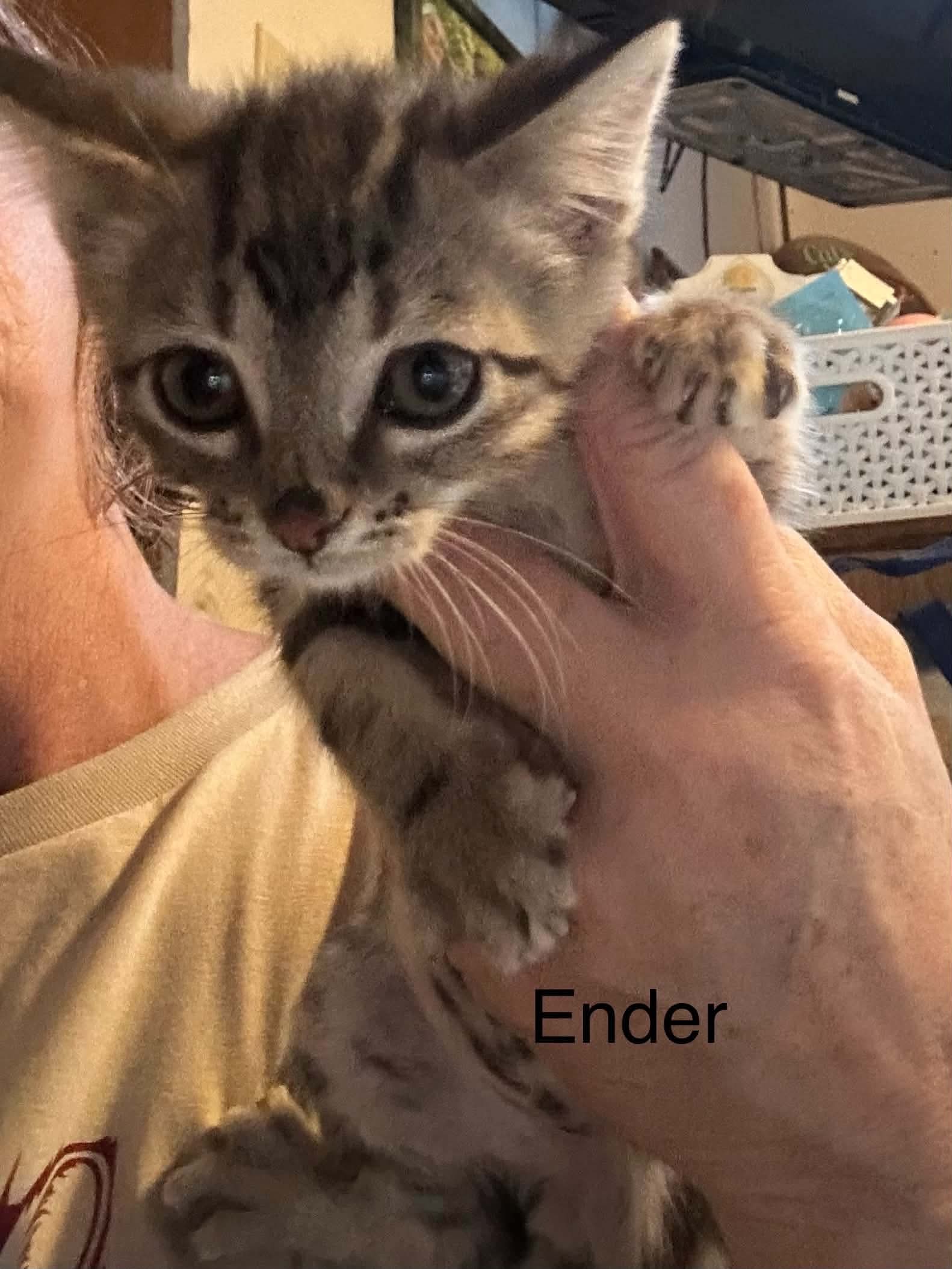 Ender, photo 2