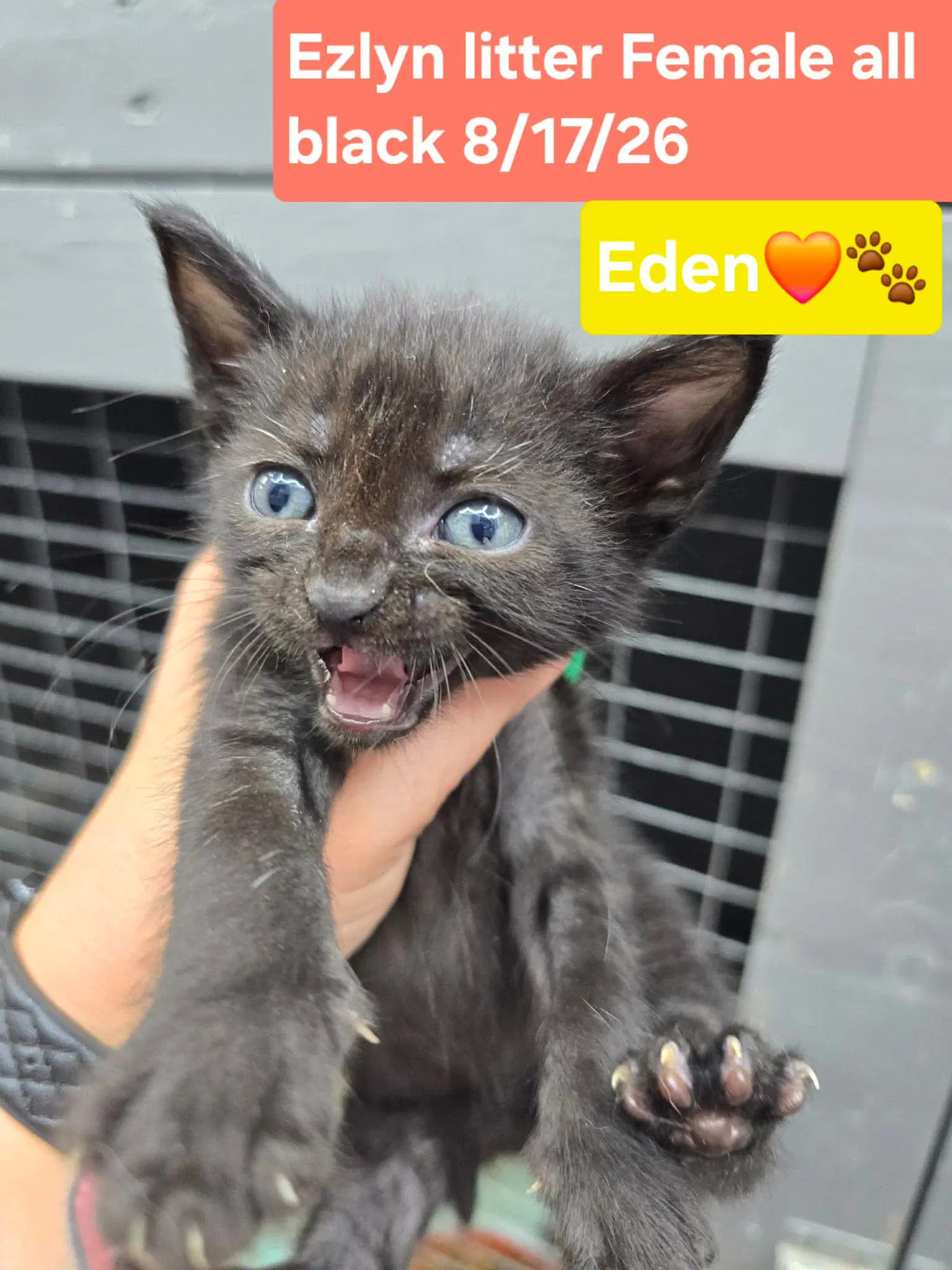 Eden - Domestic Short Hair