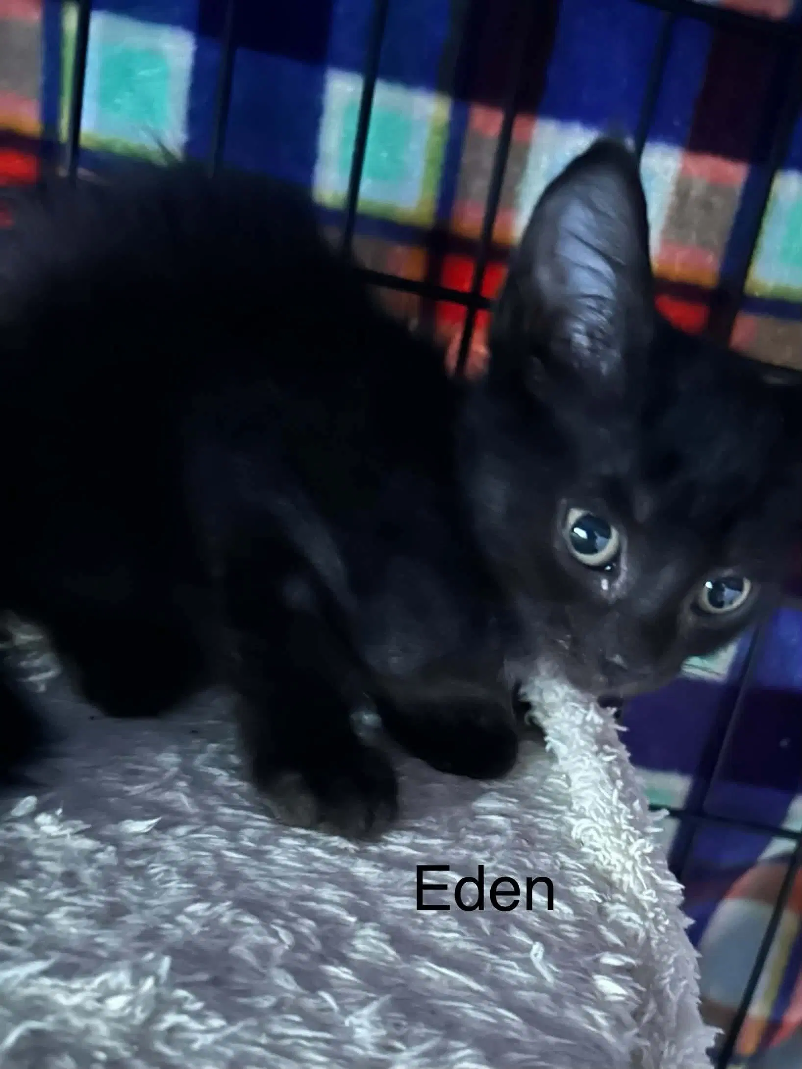 Eden image 2