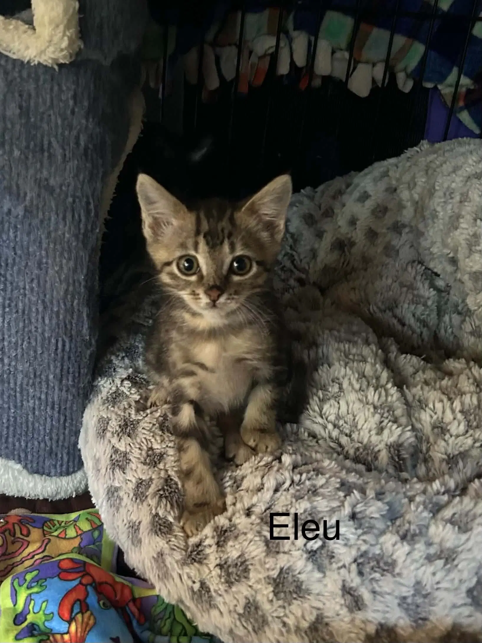 Elue image 3