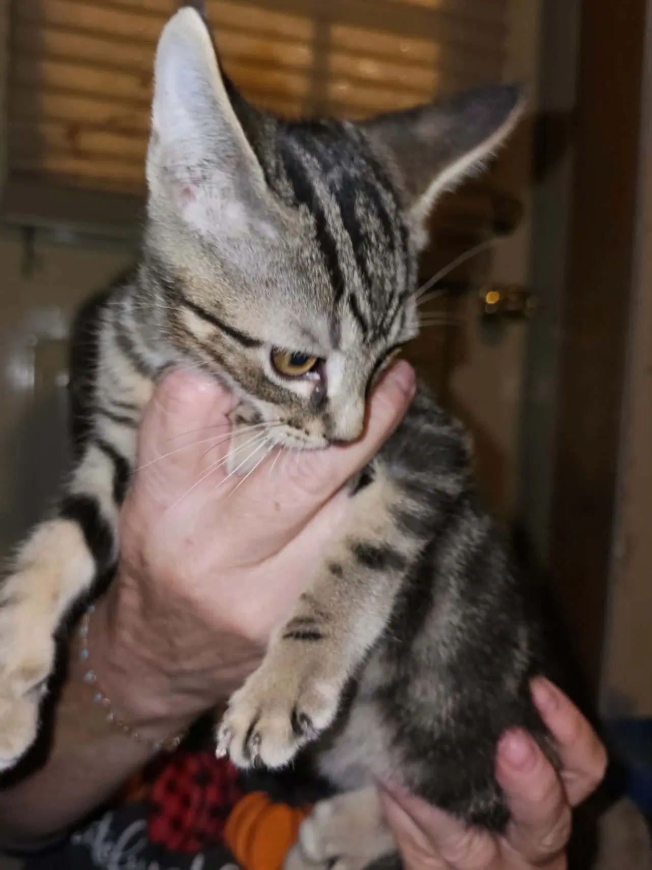 Elue - Domestic Short Hair