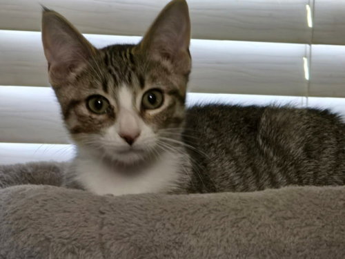 Mikayla, a cat for adoption from Kat & Kritters Foundation