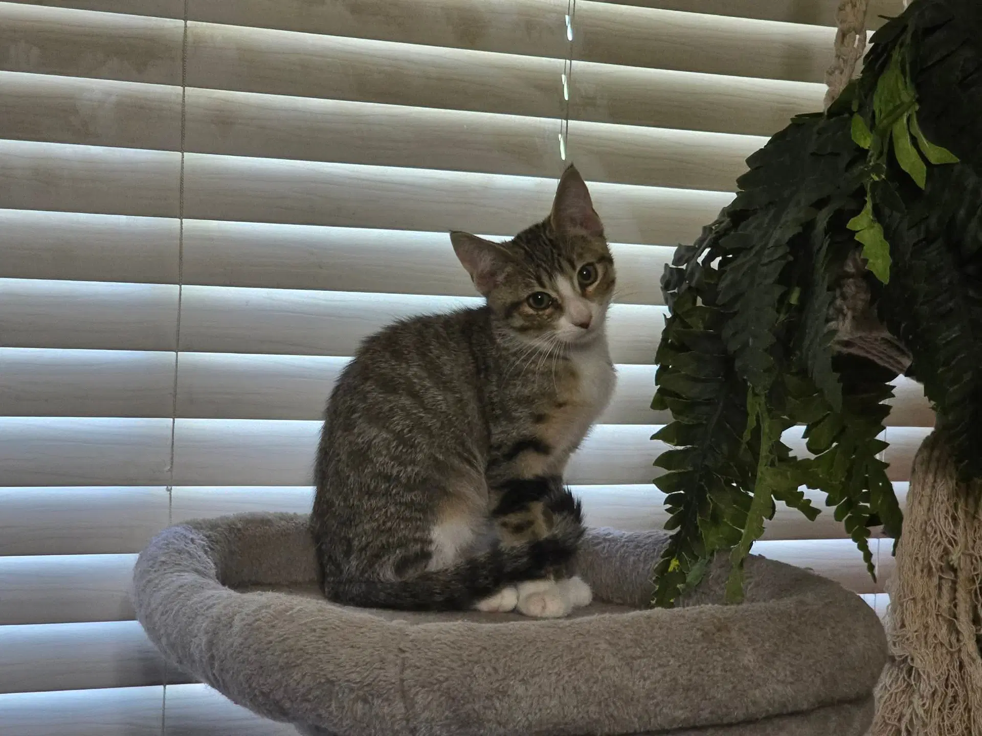 Mikayla image 2