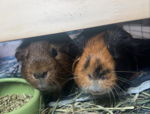 Chip and Dale, a guinea pig for adoption from Kat & Kritters Foundation