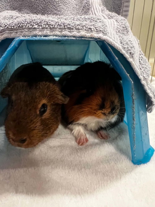 Photo 2 of Chip and Dale