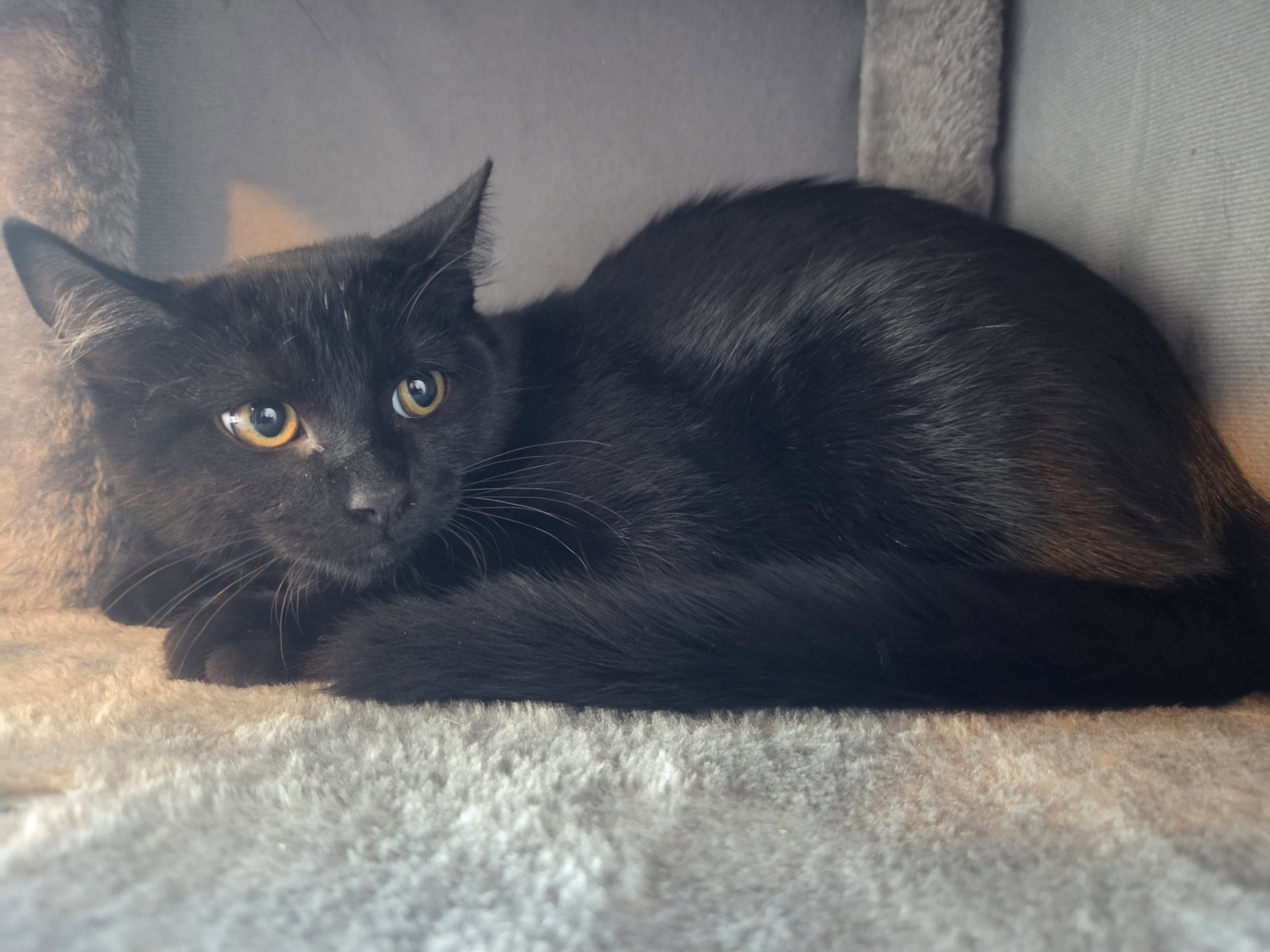 Cupcake, Domestic Short Hair