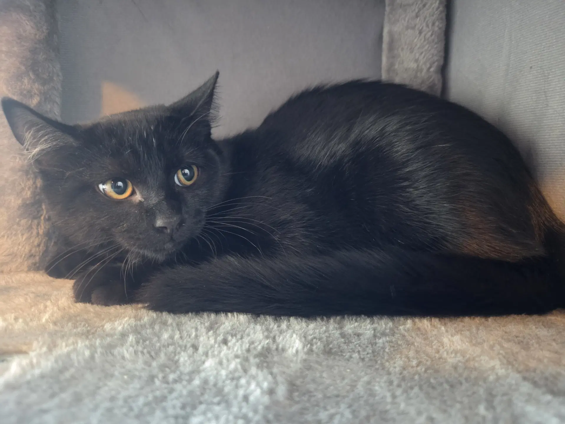 Cupcake - Domestic Short Hair