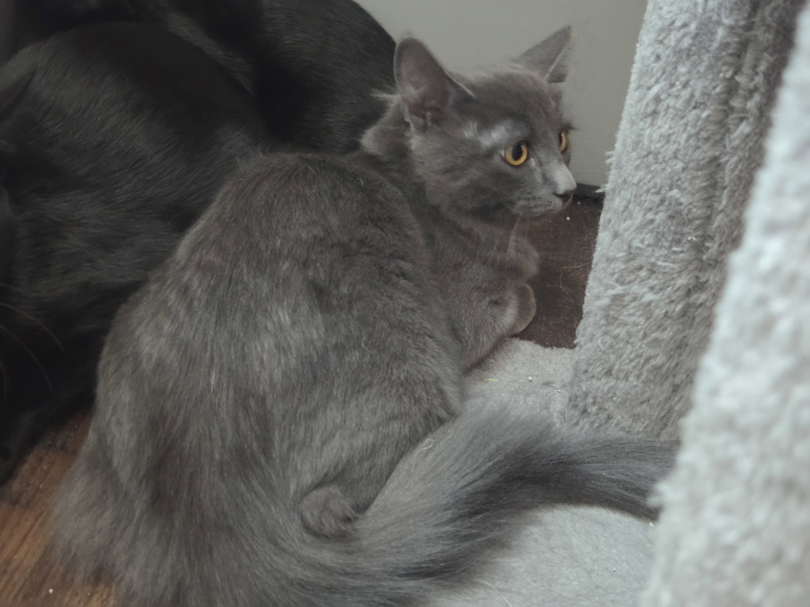 Meenie, Domestic Short Hair