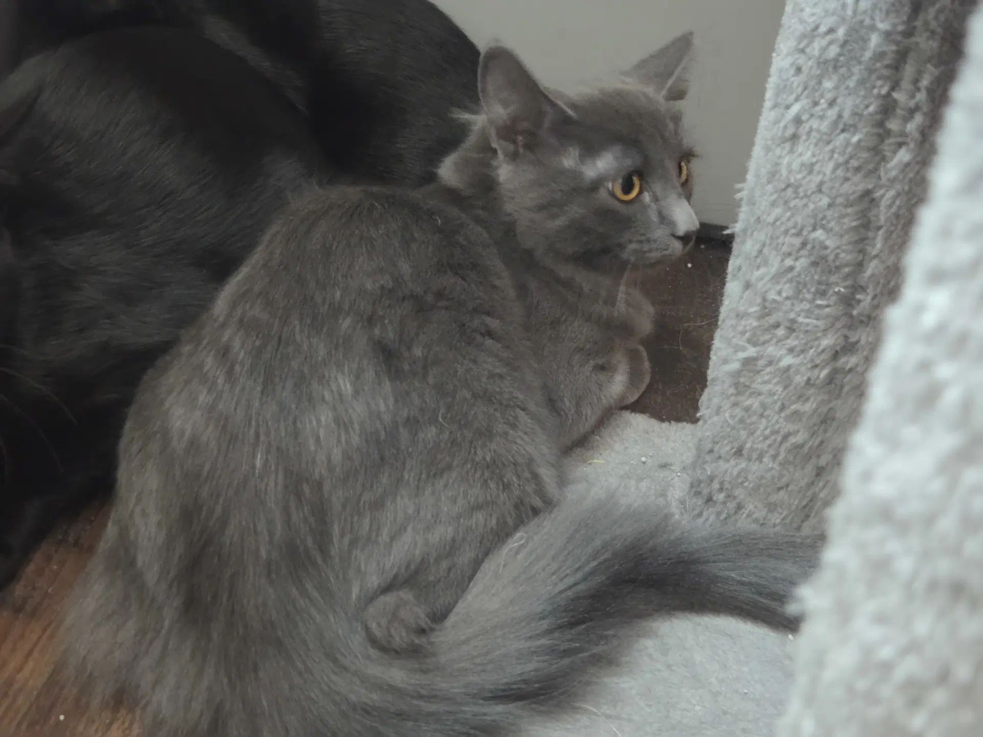 Meenie - Domestic Short Hair