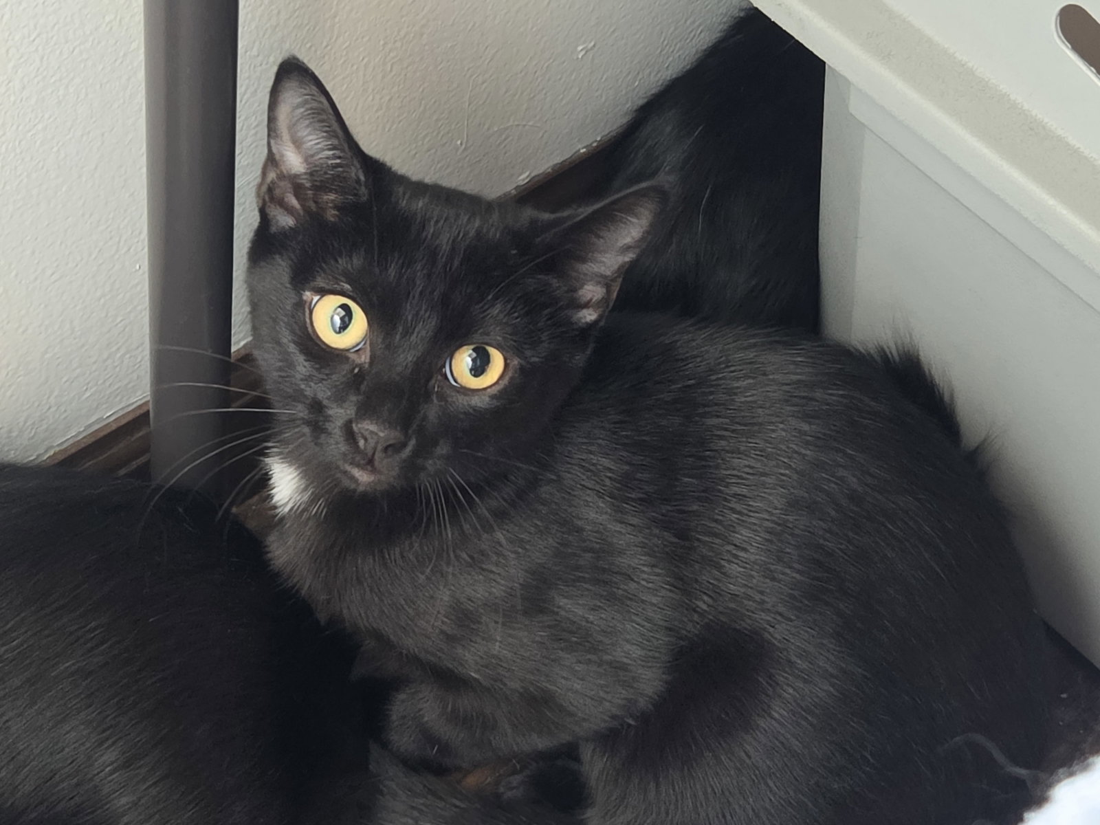 Miney, Domestic Short Hair