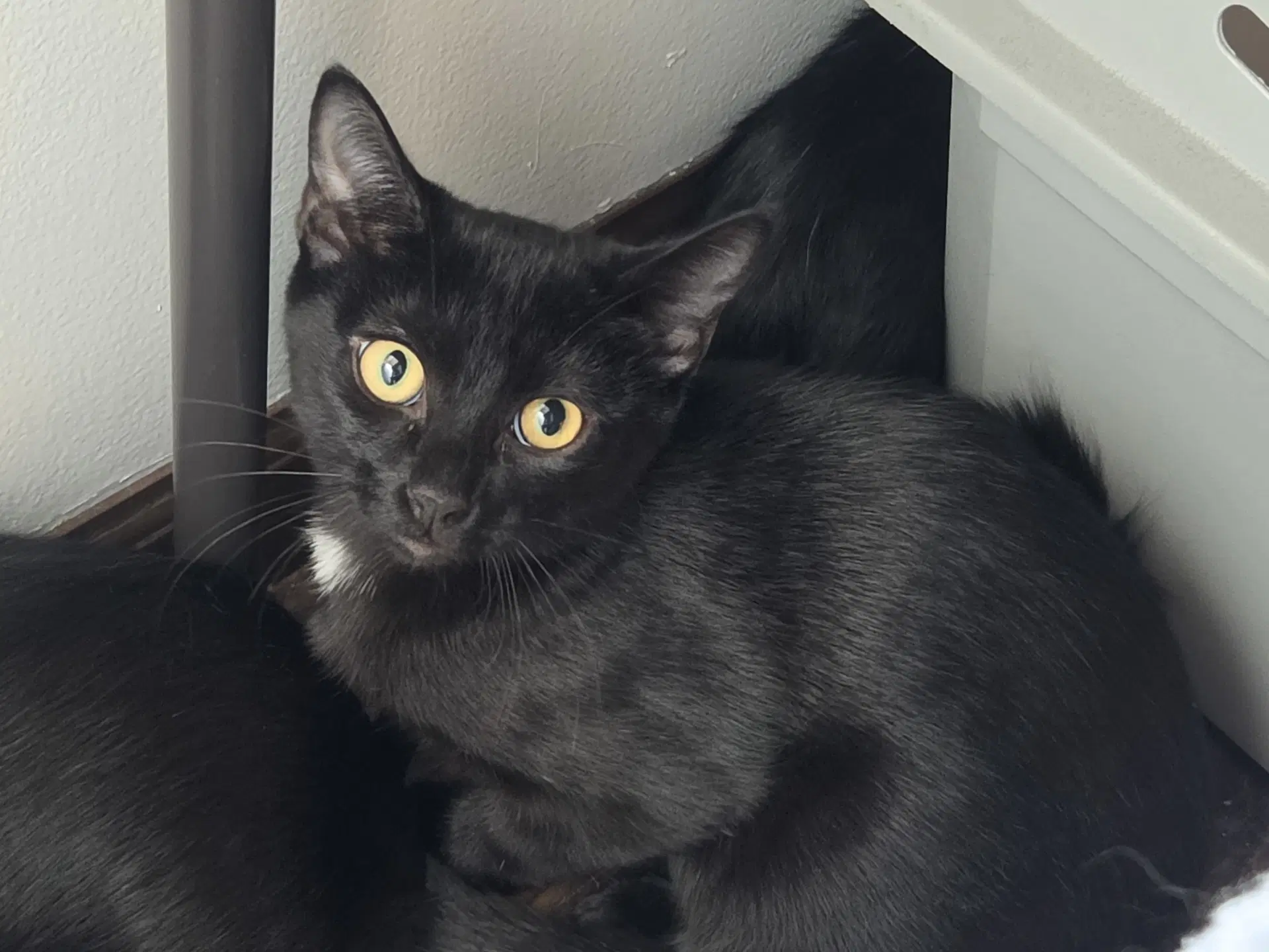 Miney - Domestic Short Hair