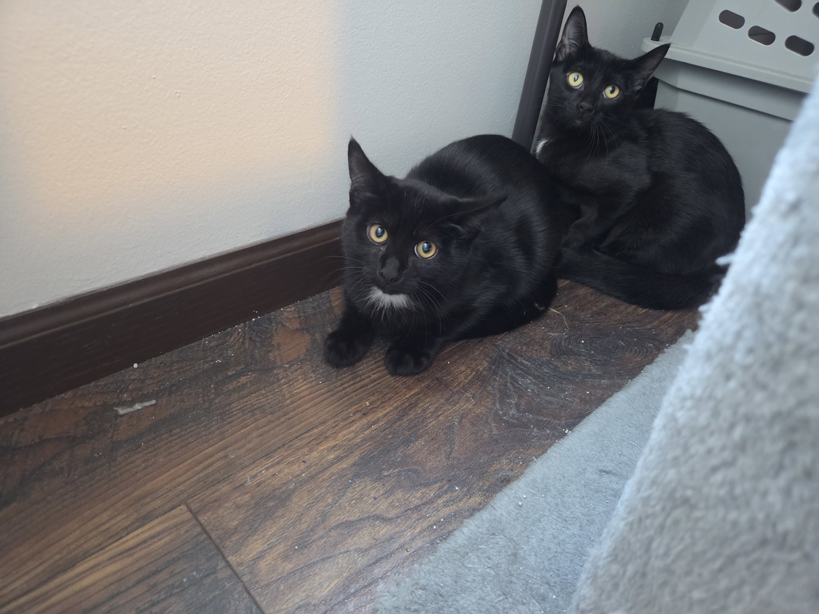 Mo, Domestic Short Hair