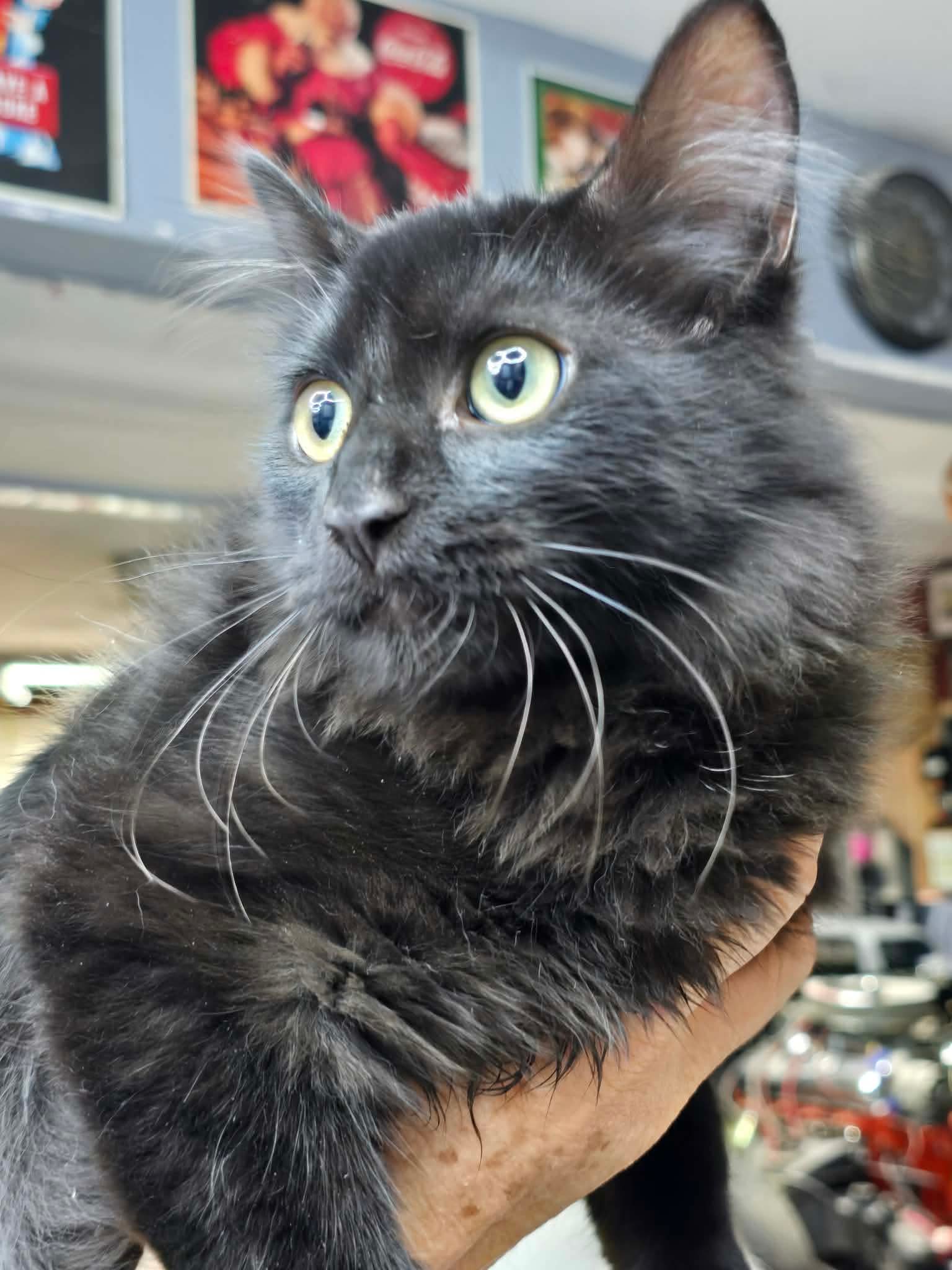 Winston, Domestic Long Hair