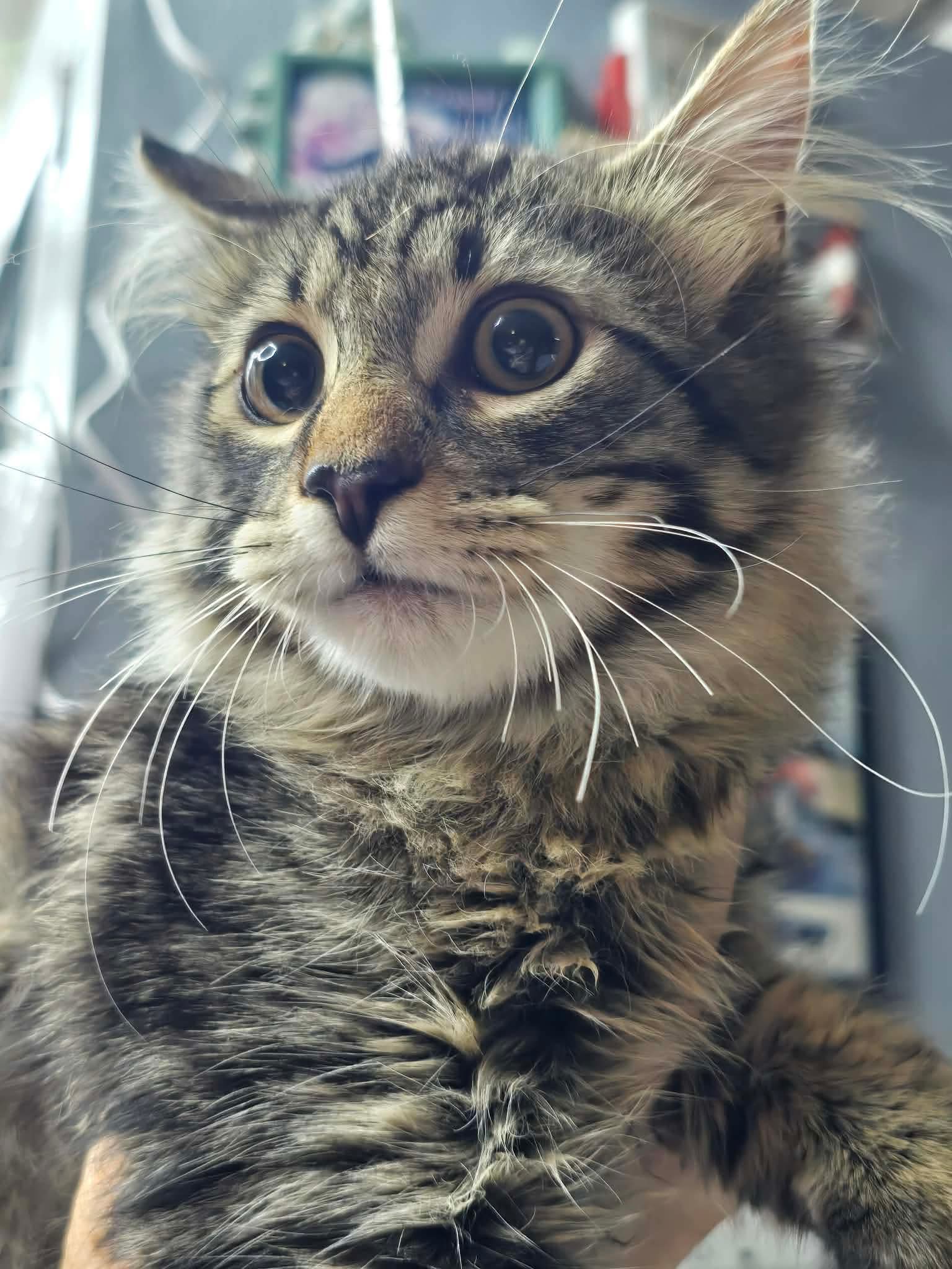 Dudley, Domestic Long Hair