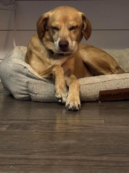 Photo 3 of Odie