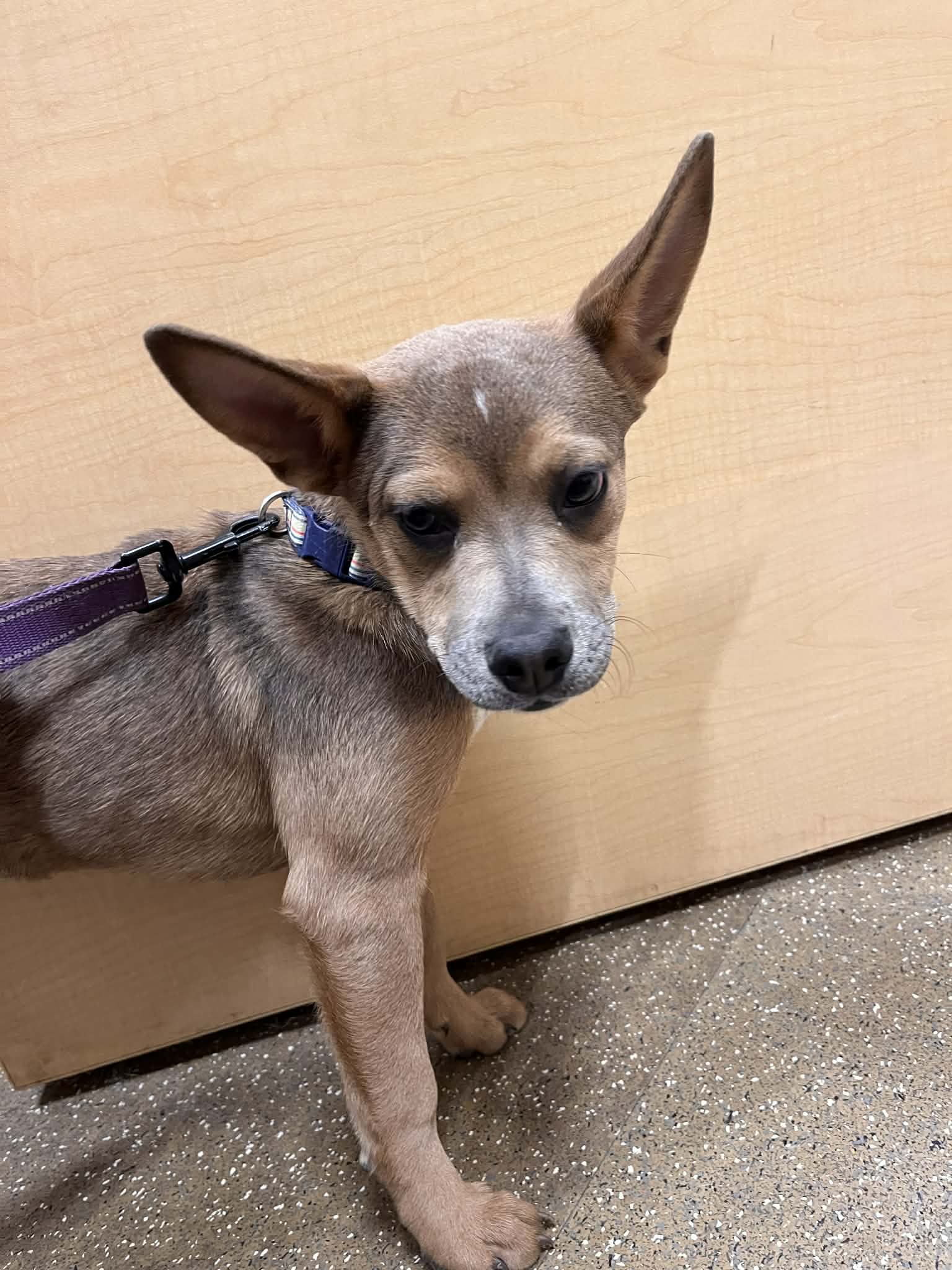 Nedi - Cattle Dog