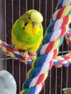 Chester, Daisy, Iris, Citrus, Cornflower, Pistacho