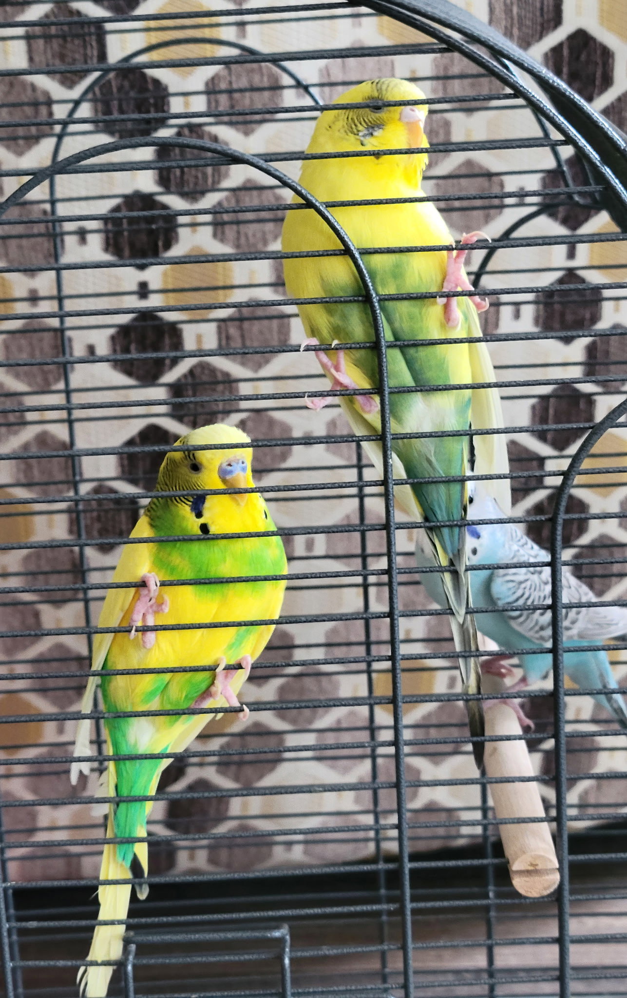 Chester, Daisy, Iris, Citrus, Cornflower, Pistacho, photo 2