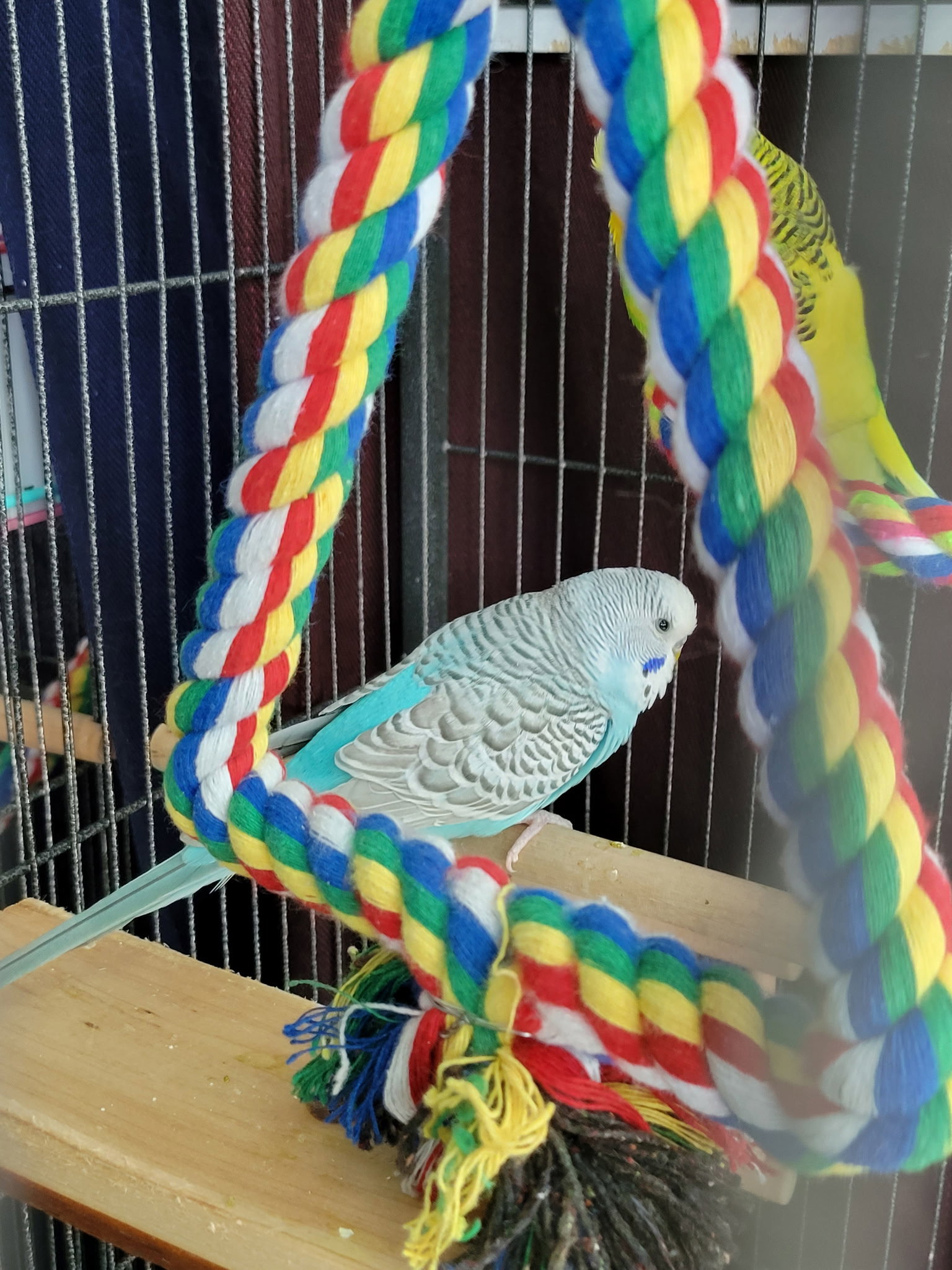 Chester, Daisy, Iris, Citrus, Cornflower, Pistacho, photo 4