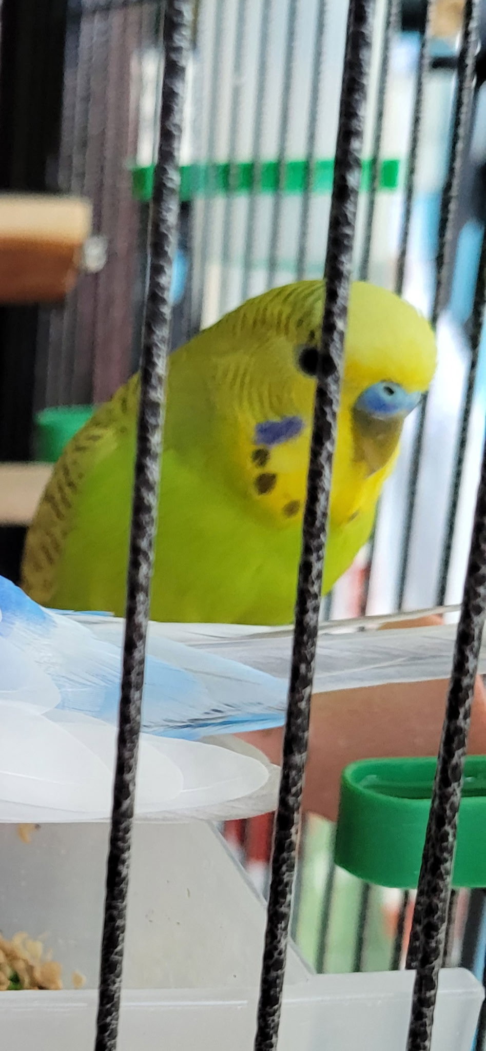 Chester, Daisy, Iris, Citrus, Cornflower, Pistacho, photo 7