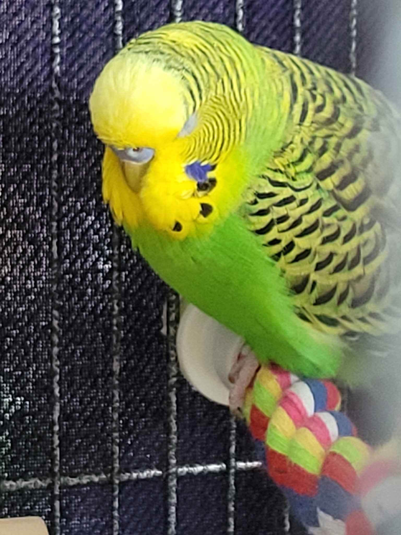 Jasper, Ringo, Jade and Twitch, photo 2