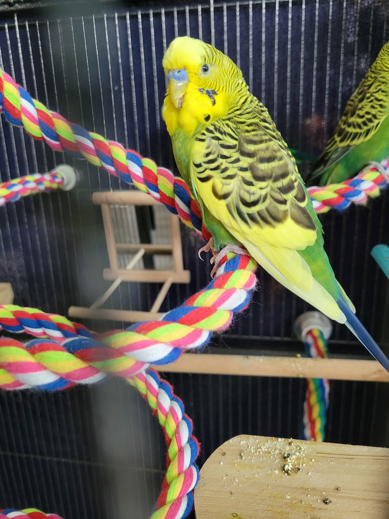 Jasper, Ringo, Jade and Twitch, photo 5