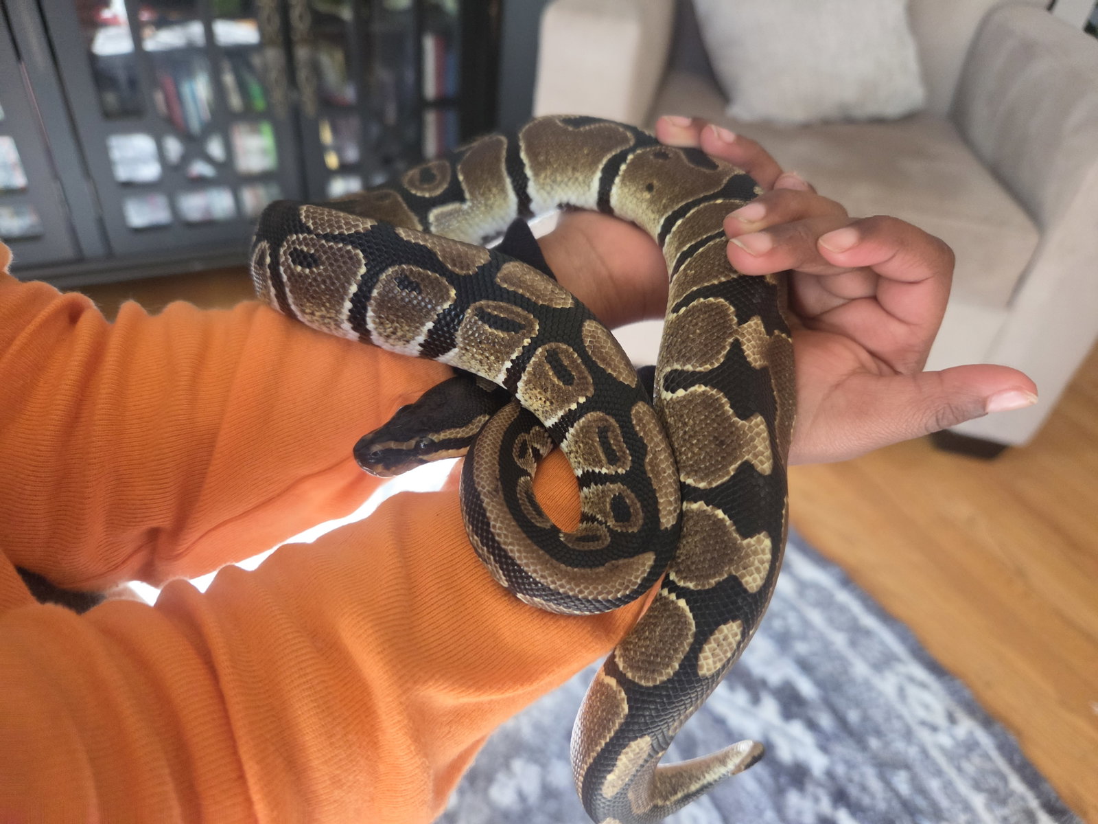 Mango, photo 2
