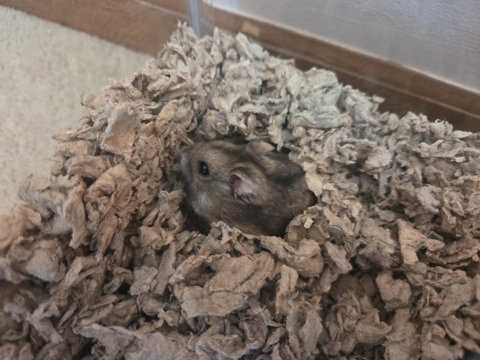 Tater Tot
