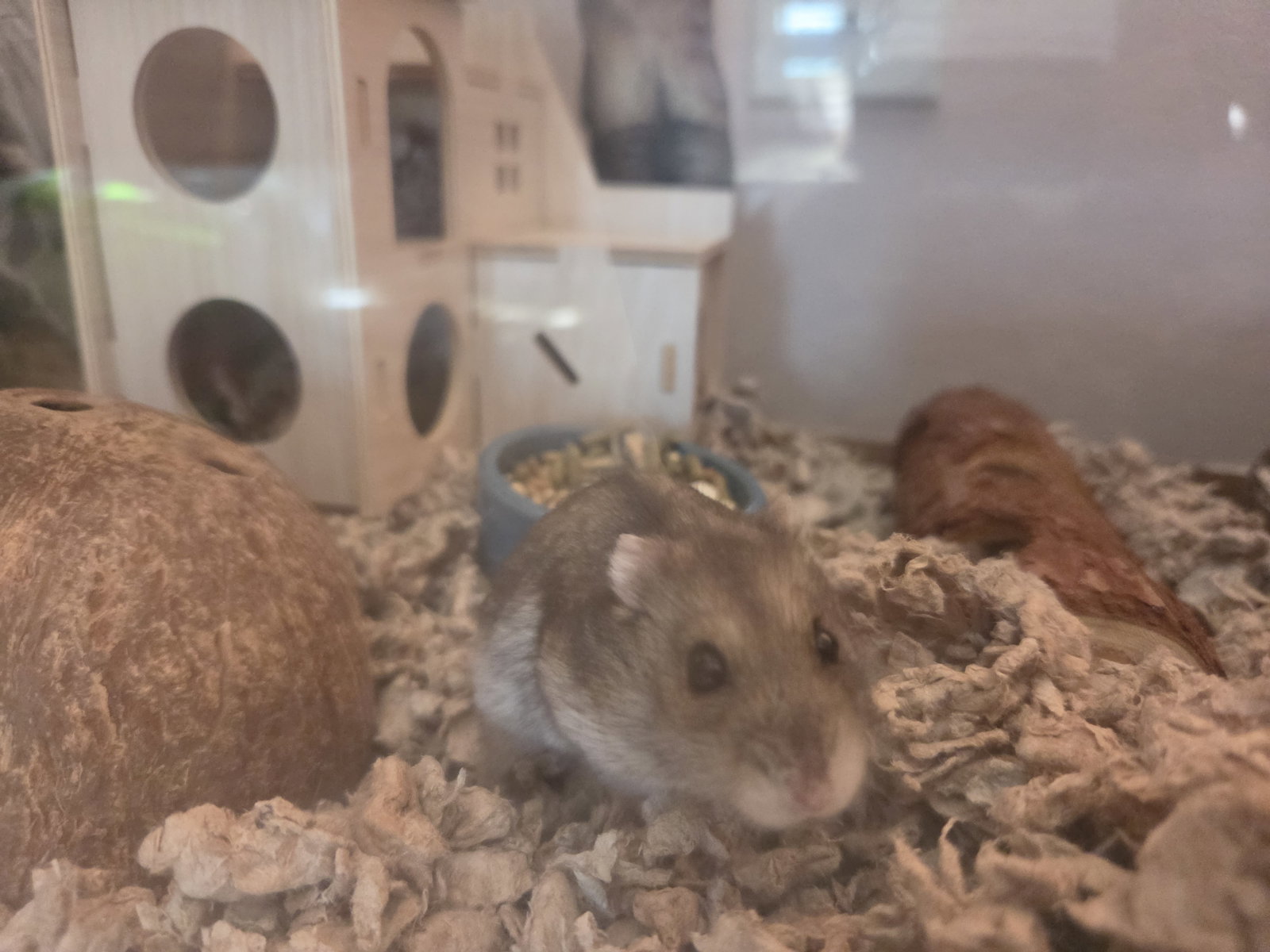 Tater Tot, photo 2