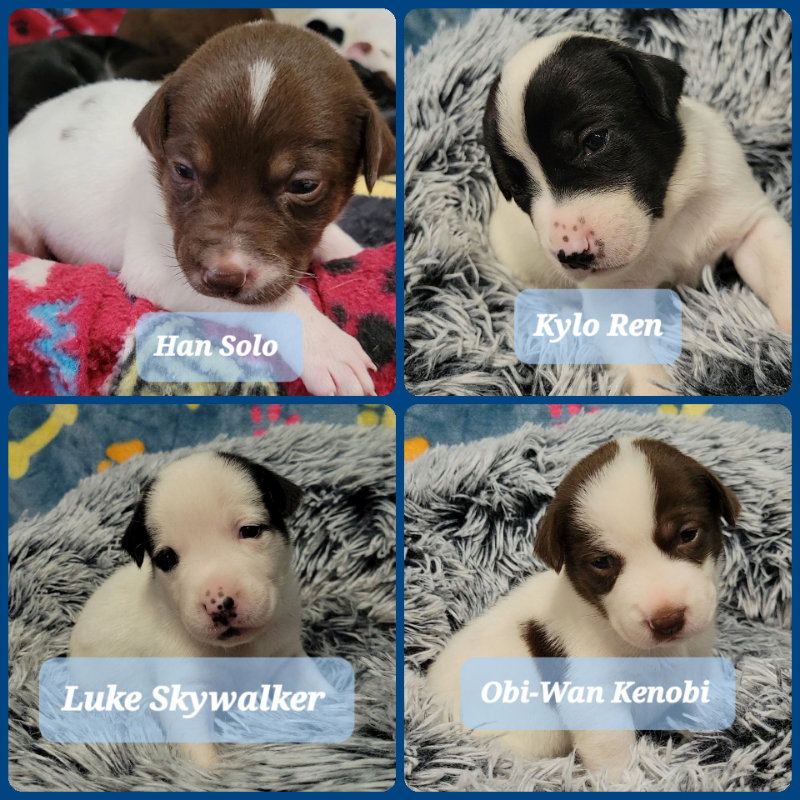 Dog for Adoption Hound/Lab Mix Puppies, a Hound in Kennesaw, GA