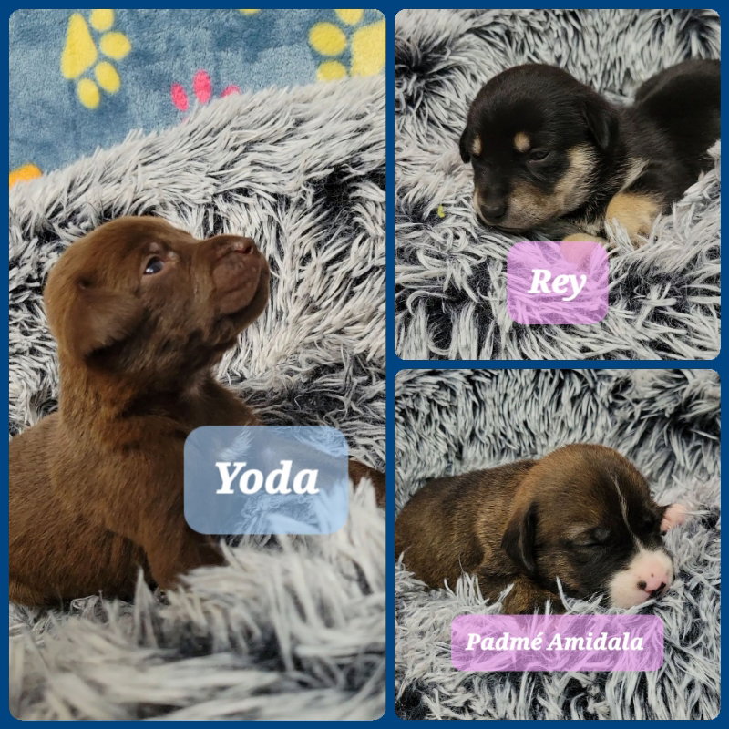 Dog for Adoption Hound/Lab Mix Puppies, a Hound in Kennesaw, GA