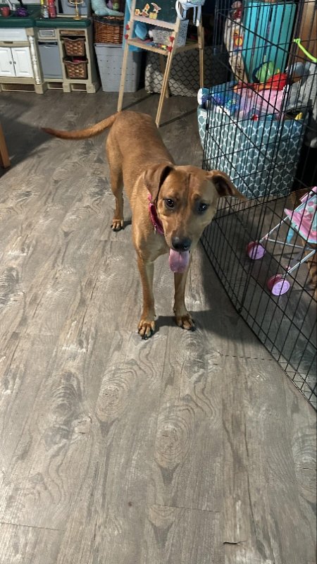 adoptable Dog in Ball Ground, GA named Penny