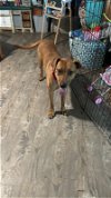 adoptable Dog in ball ground, GA named Penny