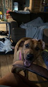 Penny - Photo 2