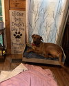 Penny - Photo 3