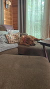 Penny - Photo 4