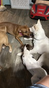 Penny - Photo 6