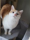 adoptable Cat in powder springs, GA named Percy