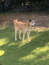 Teddy - Photo 3
